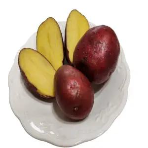 왕산종묘 홍감자 종자 카스테라 로즈 씨감자 강원도 감자씨 4kg