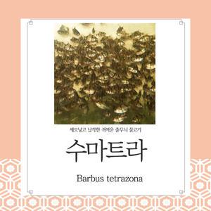 생먹이 자루 수마트라 50마리~ 먹이용 관상용 합사하기 좋은 예쁜 물고기