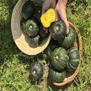 제주 미니 단호박 2kg