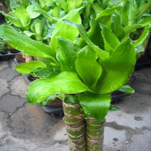 황금죽 모기퇴치식물 화분 공기정화식물 인테리어  분갈이 나무 집들이 꽃  화초 난 선인장 소나무길 72