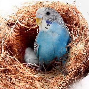겨울용 300g  섬유 새집 천연 둥지 재료 (새  비둘기  카나리아  핀치  앵무새  새장 장식용)