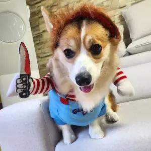 코스튬 애견 강아지 처키 옷 할로윈 L 귀여운 고양이 (WFKB8DW)