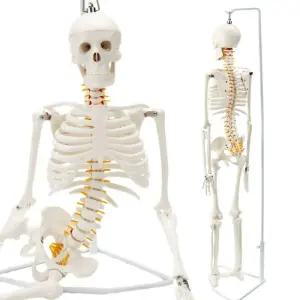 전신 뼈 인체 골격 이동식 모형 해골 180cm 인대