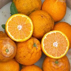 농가상생 못난이지만 제주 노지 한라봉 3kg(개당 180~400g내외)