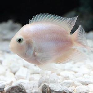 [서진열대어]  화이트 니그로 숏바디 약 3cm 2마리