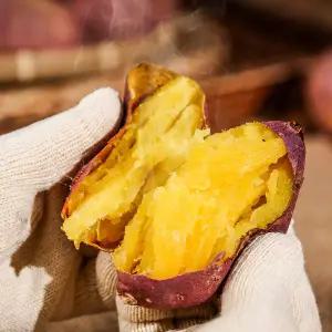 [롯데백화점]산지의봄 해남 햇 꿀고구마(특상/10kg)/산지직송/베니하루카