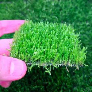 불꽃모스 8x8 스텐활착 한달성장 개체 음성수초 구피 새우 은신처 놀이터