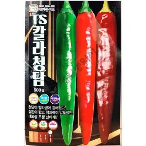 TS칼라청담 500립 바른씨드 26년 고추씨앗