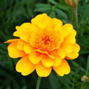 메리골드씨앗 관상용 야생화 메리골드종자 20개입 꽃씨키우기 (WFJ79SG)