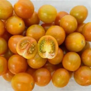 [산지직송] GAP인증 자몽마토 2kg