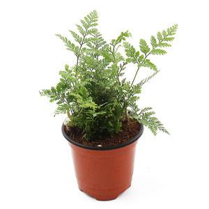 갑조네 후마타 고사리