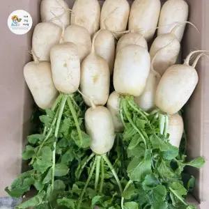 국내산 고랭지 알타리 초롱무5kg