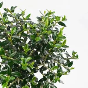 갑조네 올리브나무 외목대(중품)