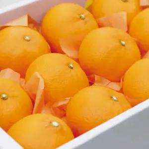 부드럽고 과즙이 달콤한 제주 천혜향 3kg