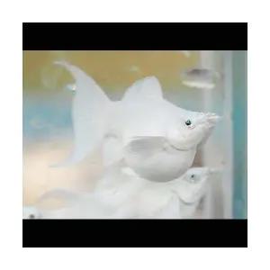 [에이투비]보석눈 백금 몰리 라이어테일 / 2.5 ~ 3 cm 내외 / 한 마리