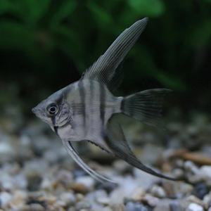 실버 엔젤 피쉬 [4마리] 열대어 관상어 마리아쿠아