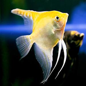 [서진열대어]  시클리드과-S-38 골든엔젤피쉬 3cm 2마리