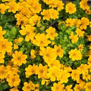 갑조네 비덴스 소품