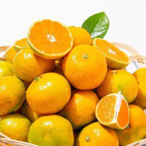 [미식한가] 새콤달콤 맛이다르다 서귀포 감귤 10kg (대과)