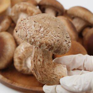 향긋 쫄깃한 고기버섯 무농약 송화고 송고 송향버섯 500g 1kg