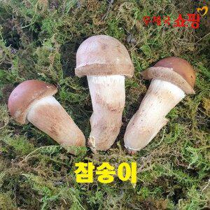 [우체국쇼핑] 곡성 친환경 참송이버섯 250g 500g