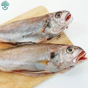 삼천포 용궁수산시장 국내산 반건조 생선 조기