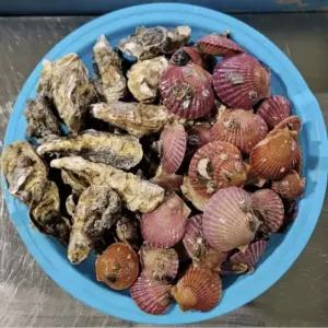 통영 석화 홍가리비 구이 찜 세트 5kg 8kg 캠핑조개구이 모듬조개