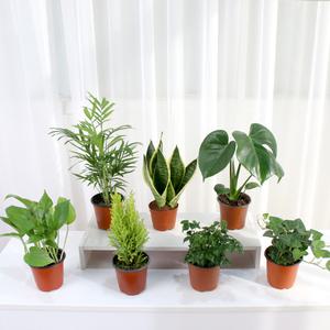 갑조네 공기정화식물 소품 모음전 야자 고무나무 무늬산호수 금사철 허브 꽃 먼지먹는식물 실내공기정화