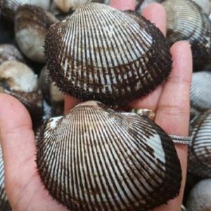 싱싱 피꼬막3kg(2인분)/새꼬막/가리비/당일