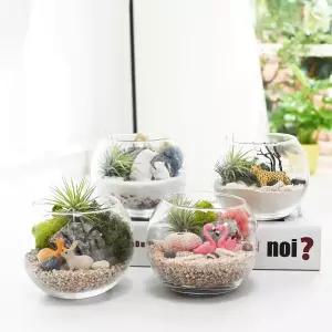 틸란드시아 이오난사 테라리움 만들기 DIY 키트 4종 택1