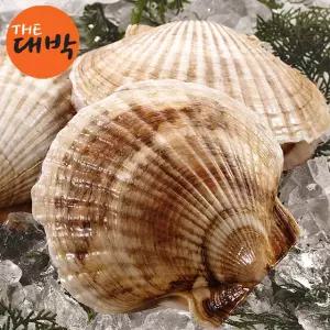 제철 캠핑용 대왕 참가리비 1kg