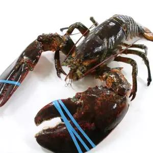 [씨토랑][항공직송] 캐나다산 점보활랍스터 1미 2kg