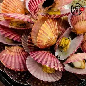 미각기행 홍가리비 5kg(100-110미 내외)