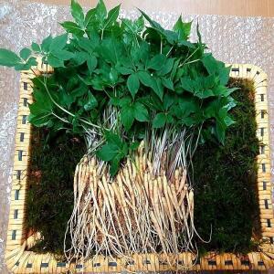 국내유일 유황새싹삼(소) 18cm 내외 100뿌리