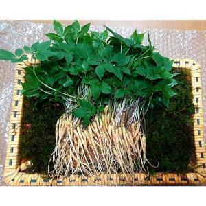 국내 유일 프리미엄 유황 새싹삼(중) 25cm 내외 100뿌리