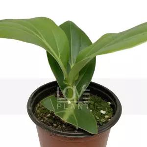 디닐라 멜라스토마과 상록성관엽 타원형잎 식물키우기 소품 화분