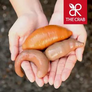 제철 개불 5마리 활 참개불 횟감 미끼 낚시용