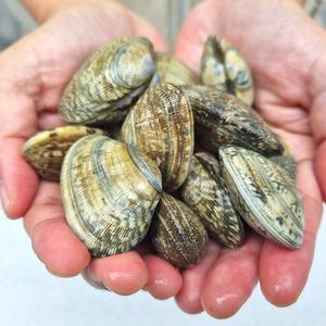 해감 왕바지락 1kg 바지락 술찜 칼국수 무침 조개탕