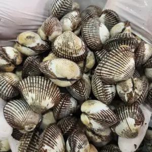 당일조업 국내산 제철 새꼬막 6kg