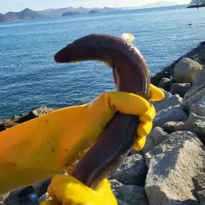 당일손질 통영 바다장어 1kg (1~3미) 머리 뼈 소스 2종 포함 스테미너 보양식 붕장어 아나고