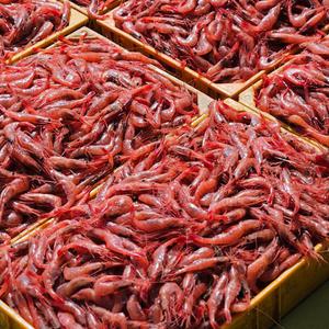 횟감용 아마에비 국내산 단새우 500g