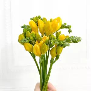 (플라워마켓) 노랑 프리지아 후리지아 양재꽃시장 생화 도매 배달 꽃정기구독
