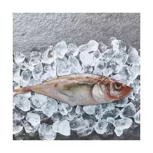 제철 도루묵 당일조업 싱싱한 생물 급냉 도루묵 1kg 20미