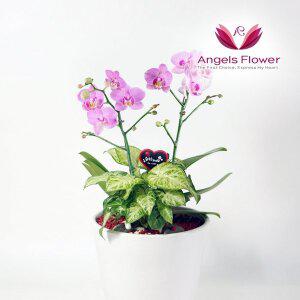 [엔젤스플라워] 핑크 호접란 일반형 서양란 관엽식물 전국 꽃배달서비스