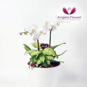 [엔젤스플라워] 화이트 호접란 일반형 서양란 관엽식물 전국 꽃배달서비스