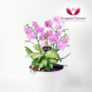 [엔젤스플라워] 핑크 호접란 고급형 서양란 관엽식물 전국 꽃배달서비스