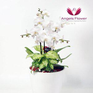 [엔젤스플라워] 화이트 호접란 고급형 서양란 관엽식물 전국 꽃배달서비스