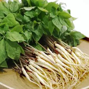 토정마루 새싹인삼 100뿌리 대(大) 친환경 무농약 새싹삼 부모님 명절 건강 선물