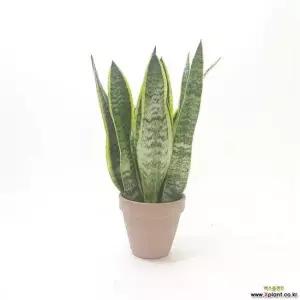 산세베리아 산세베리아(중) 공기청정식물 집들이선물