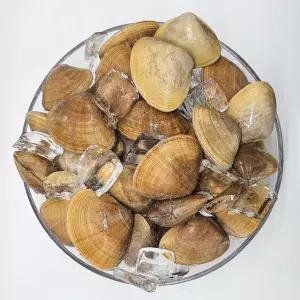 [통영수산물시장] 제철 국내산 명주조개 1kg 20미내외